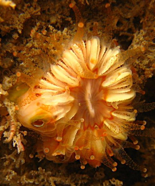 Cup coral