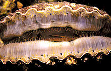 Scallop_eyes