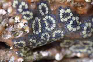 Small - Ascidian