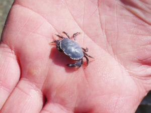 Baby blue crab