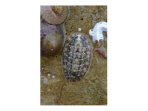 BioBlitz Recon June 2013 - Chiton