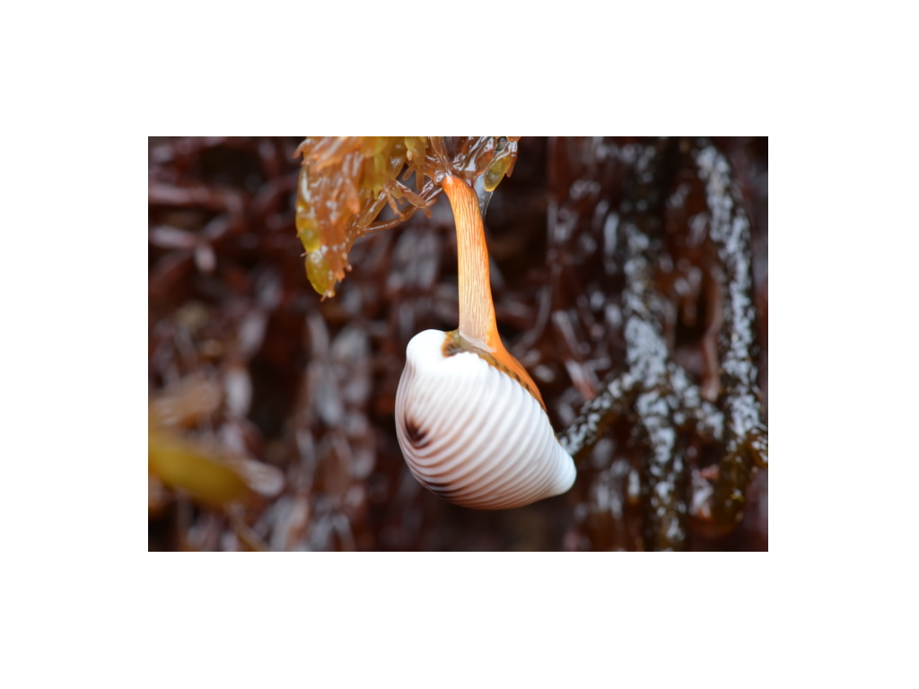 BioBlitz Recon June 2013 - Cowrie