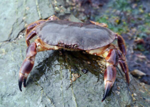 Edible crab