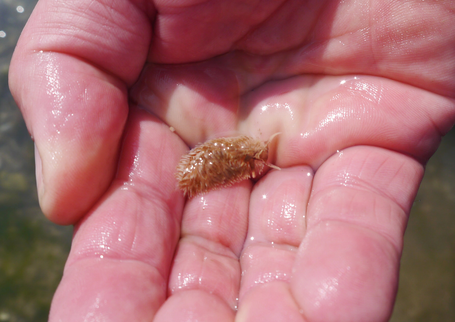 Grey sea slug