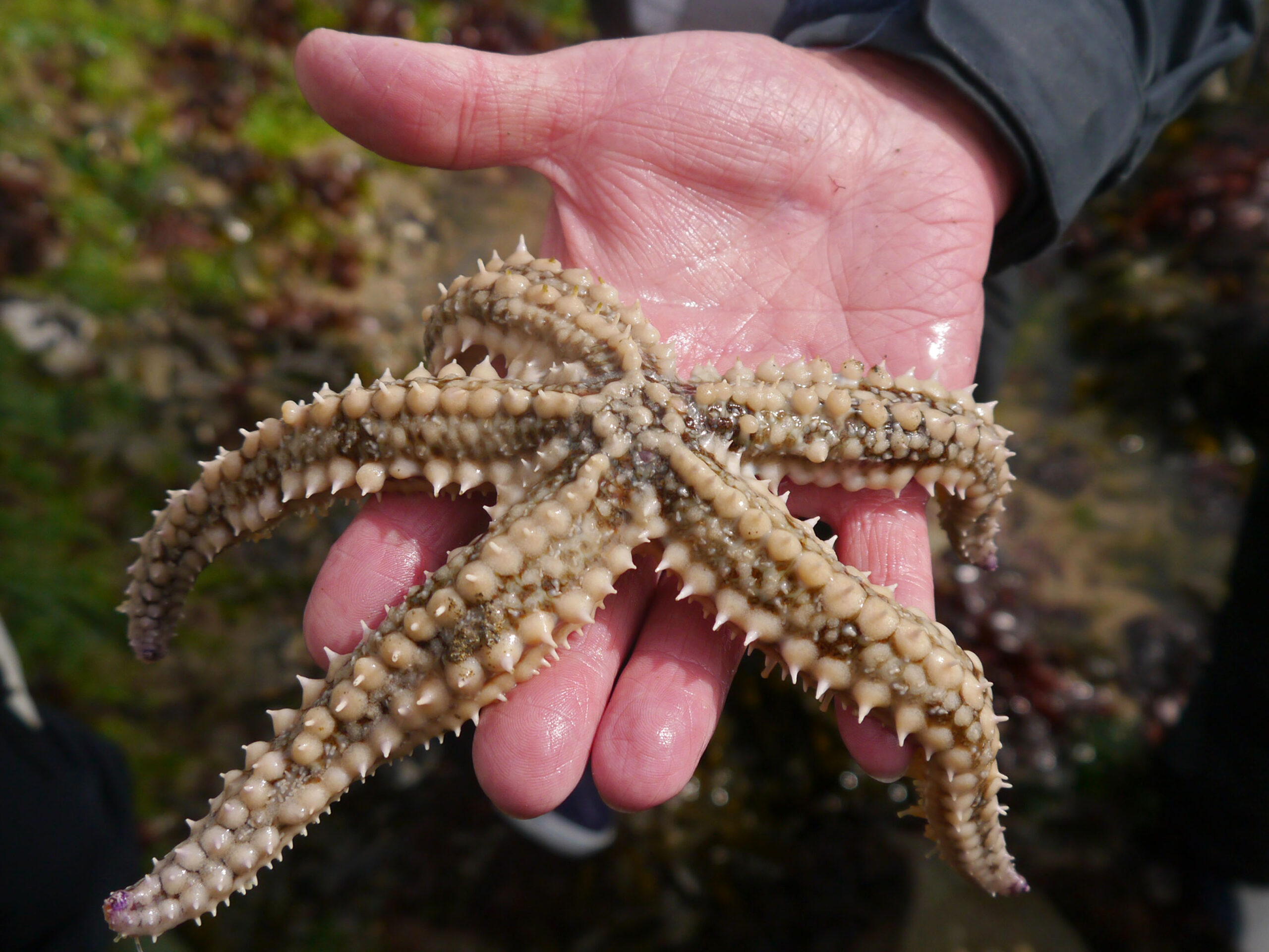 Spiny Starfish