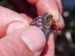 Top shell home for hermit