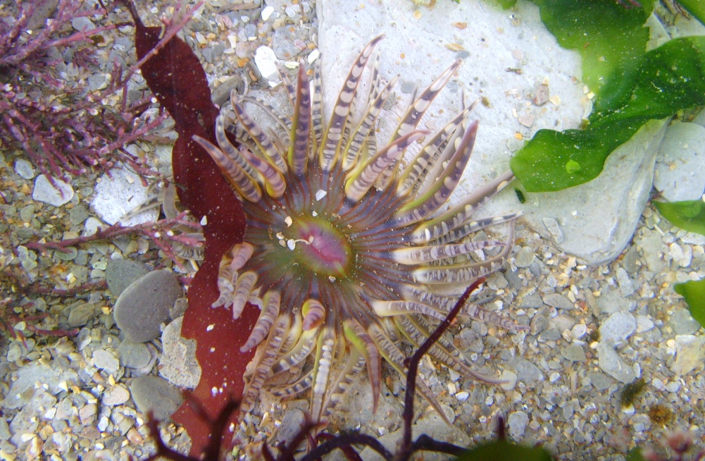 Gem anemone R2