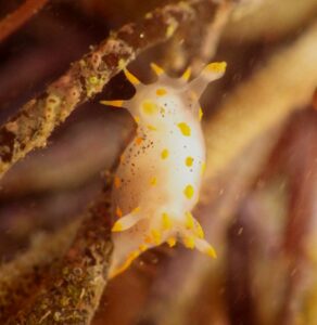 Polycera quadrilineata1