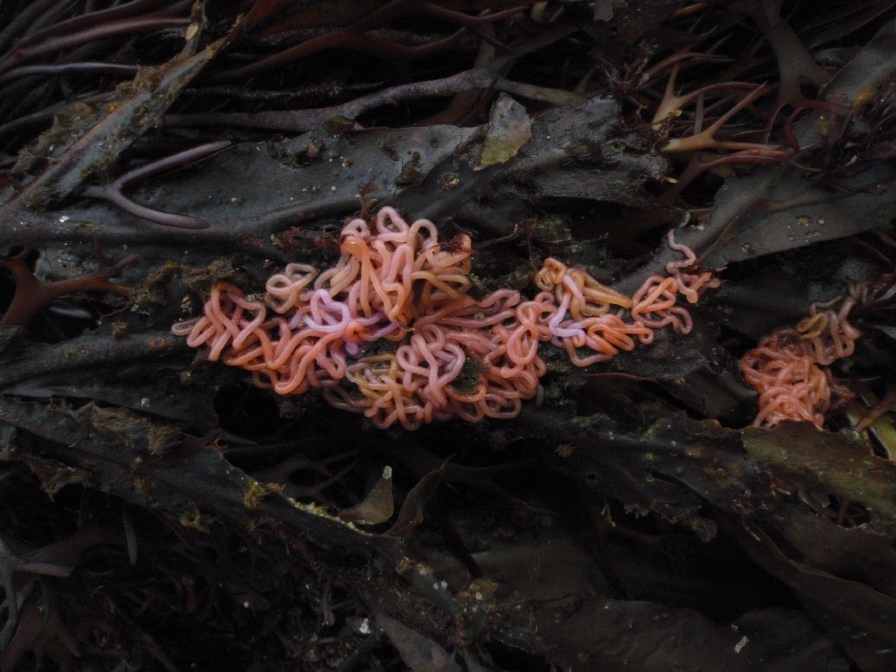 sea hare eggs