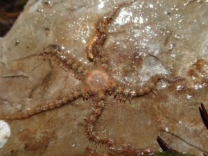 Brittlestar