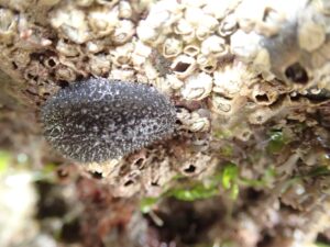 Celtic Sea Slug