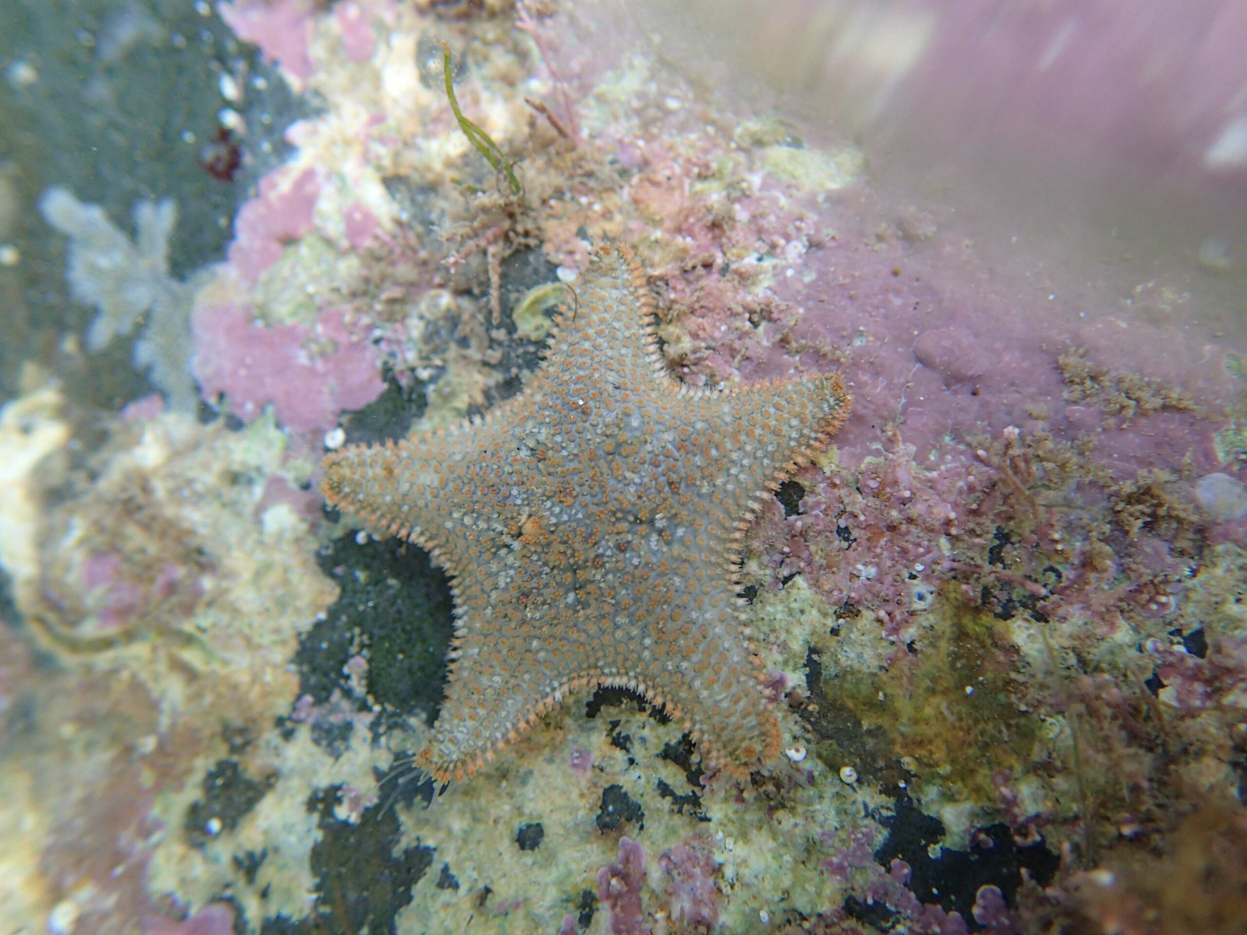 Cushion Star