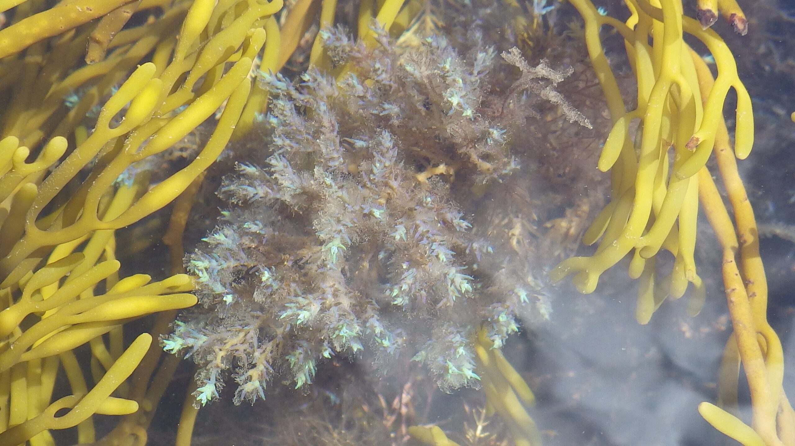 Iridescent seaweed 3 - Cystoseira tamariscifolia