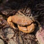 Lesser Furrowed Crab - Compressed