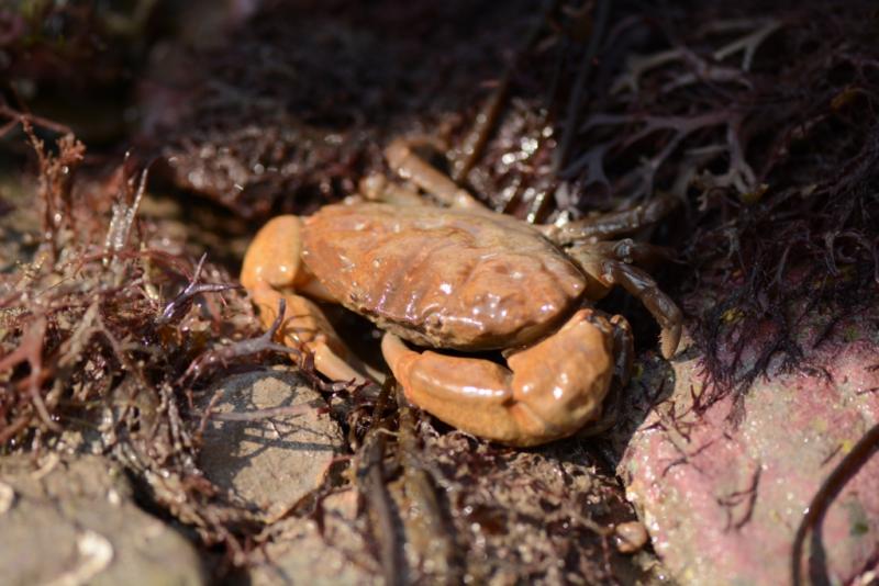 Lesser Furrowed Crab - Compressed