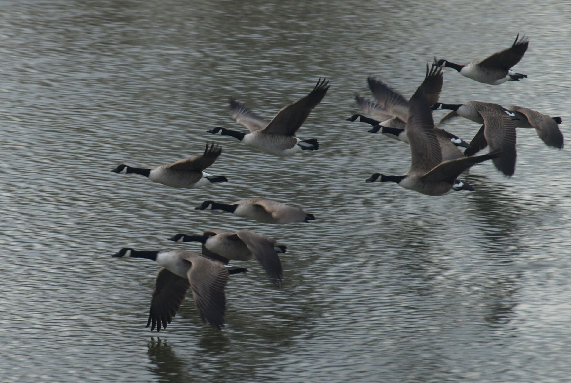 P1018970a Cananda Geese sunday Taw 4jan2015web