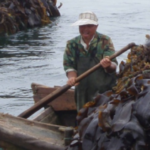 Seaweed Harvesting