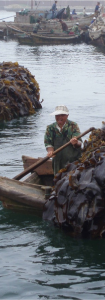 Seaweed Harvesting