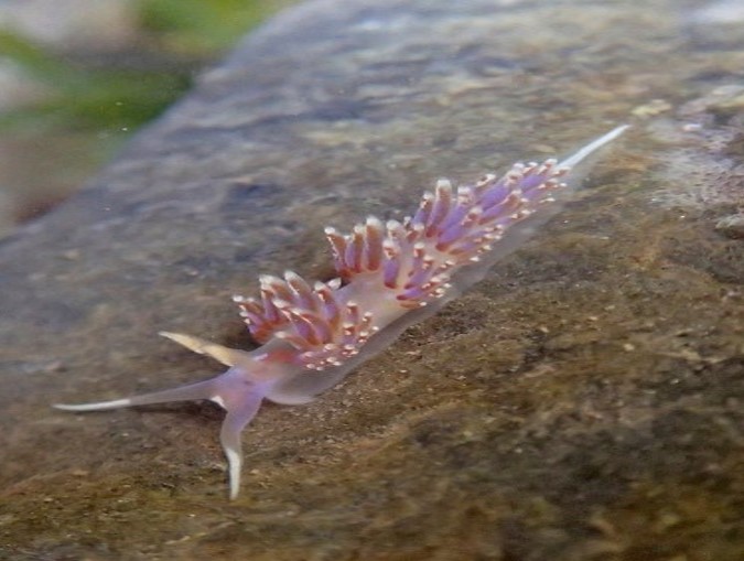 JM 1 Mollusca Sea Slug Paula