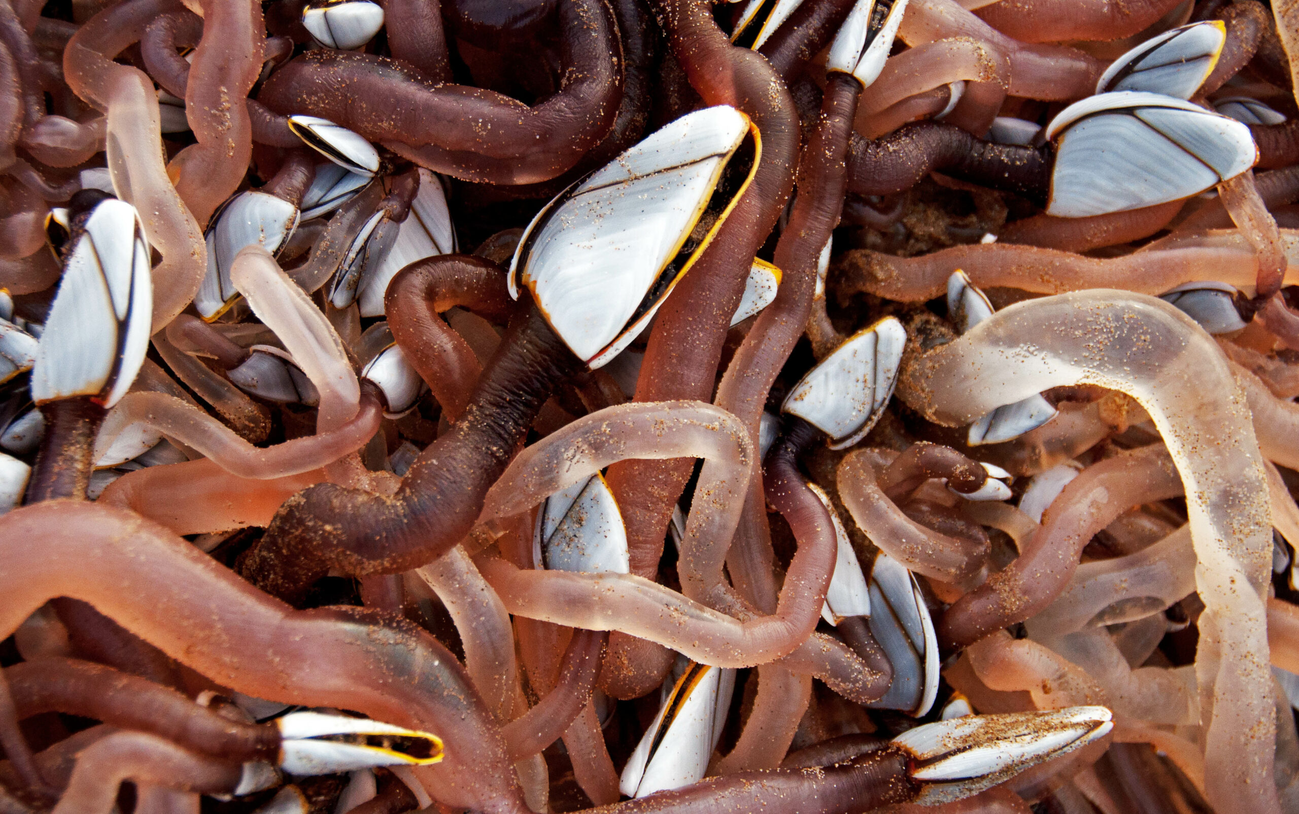 Goose Barnacles