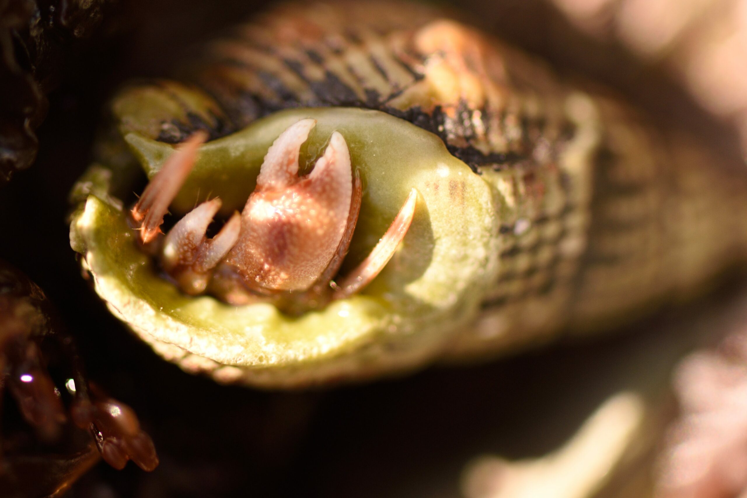 DSC_2749 - Hermit Crab Cropped_127