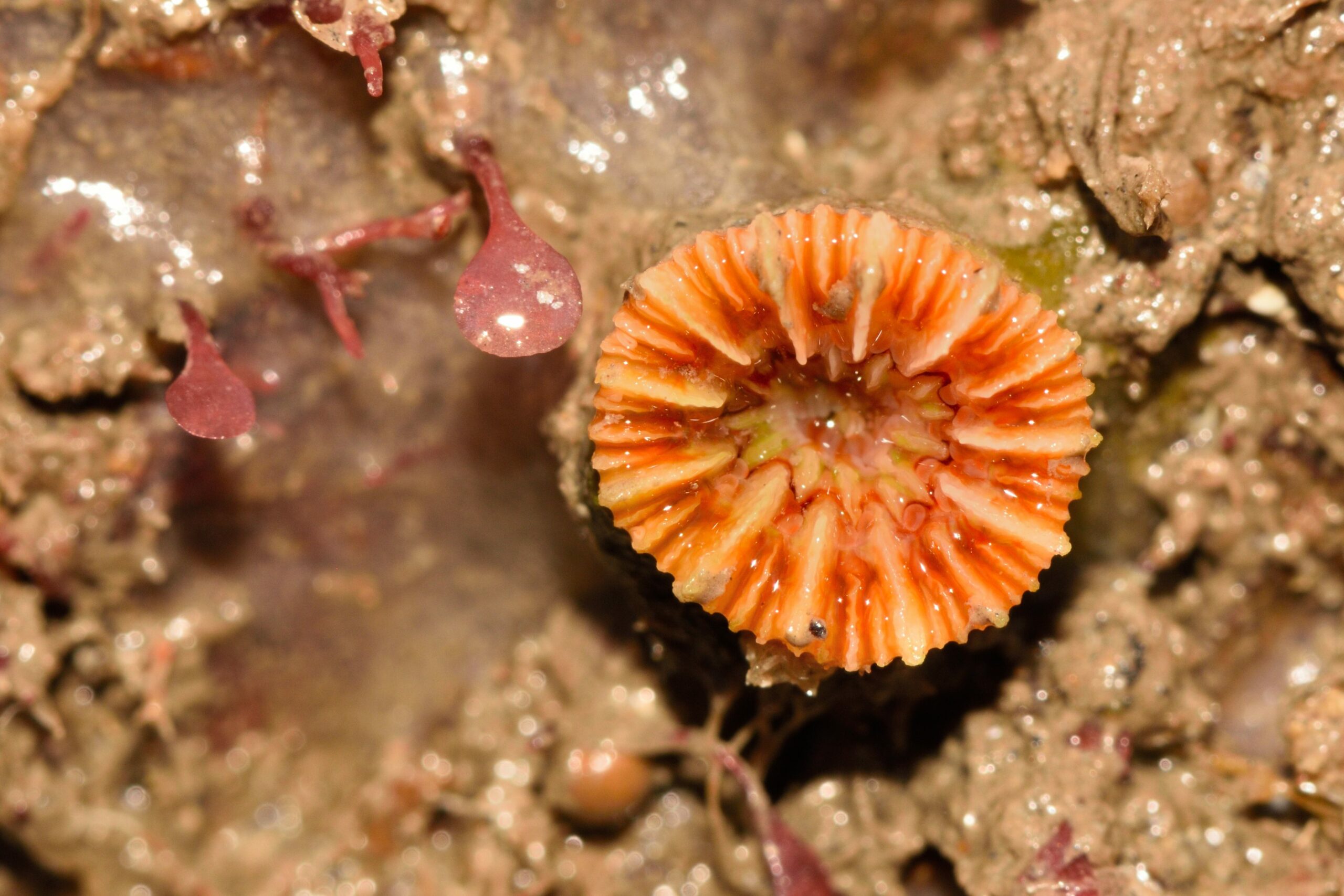 DSC_2805 - Devon Cup Coral Cropped_126