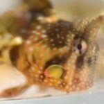 DSC_3206 - Montagues Blenny_145