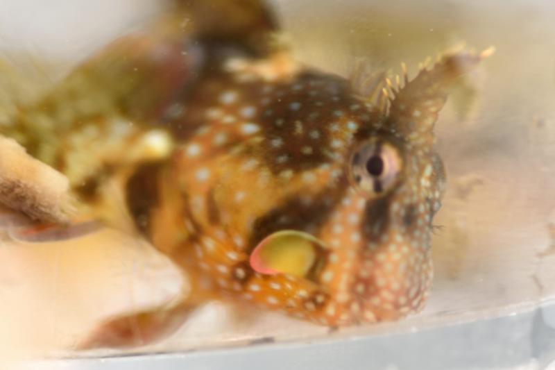 DSC_3206 - Montagues Blenny_145