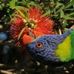 Australia - Rainbow Laurakeet