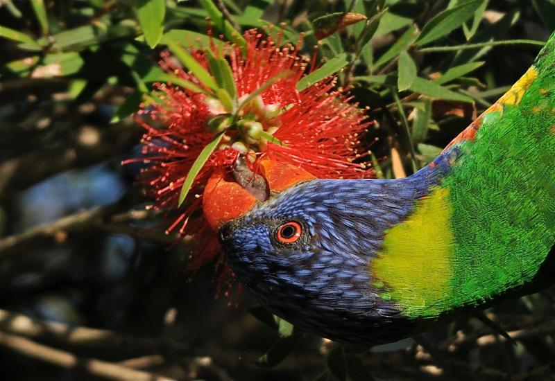 Australia - Rainbow Laurakeet