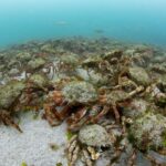 Spider crabs, St Brides UD1616 088 RJ2 (Paul Naylor marinephoto)