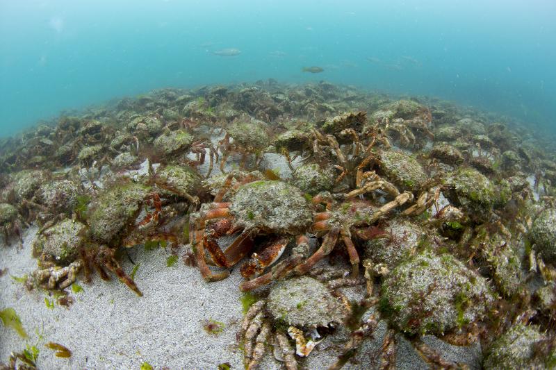 Spider crabs, St Brides UD1616 088 RJ2 (Paul Naylor marinephoto)