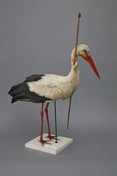 Unfortunate White Stork