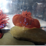 Fighting anemones