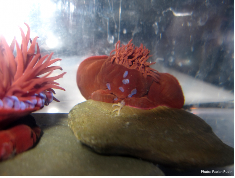 Fighting anemones