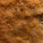 SWT Bryozoan Parasmittina trispinosa