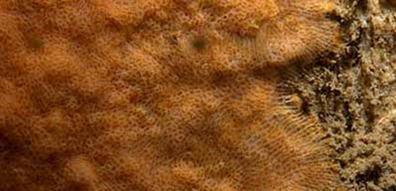 SWT Bryozoan Parasmittina trispinosa