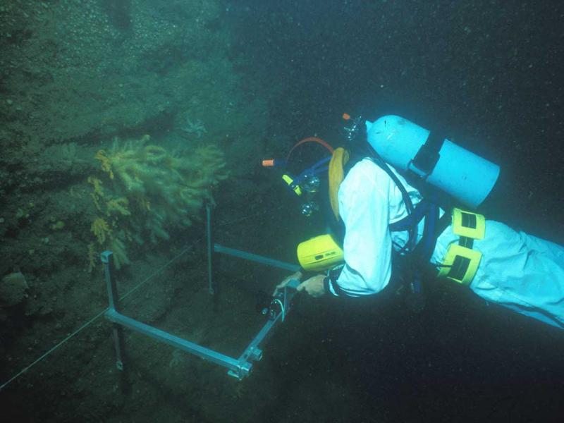 Knoll Pins monitoring transect_Lundy_Jul86_LR