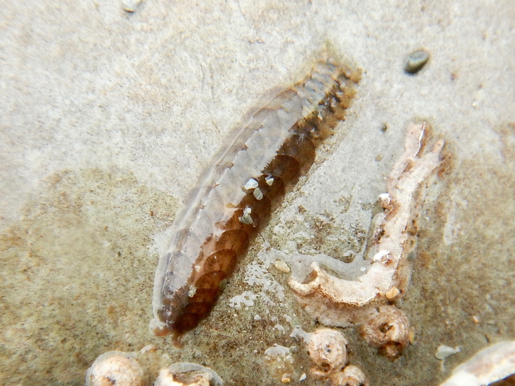 Scale Worm from Lee Bay