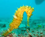 Seahorse 1