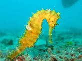 Seahorse 1