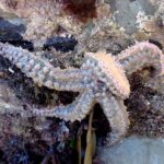 Dec 19 Photo Comp - Spiny_Starfish