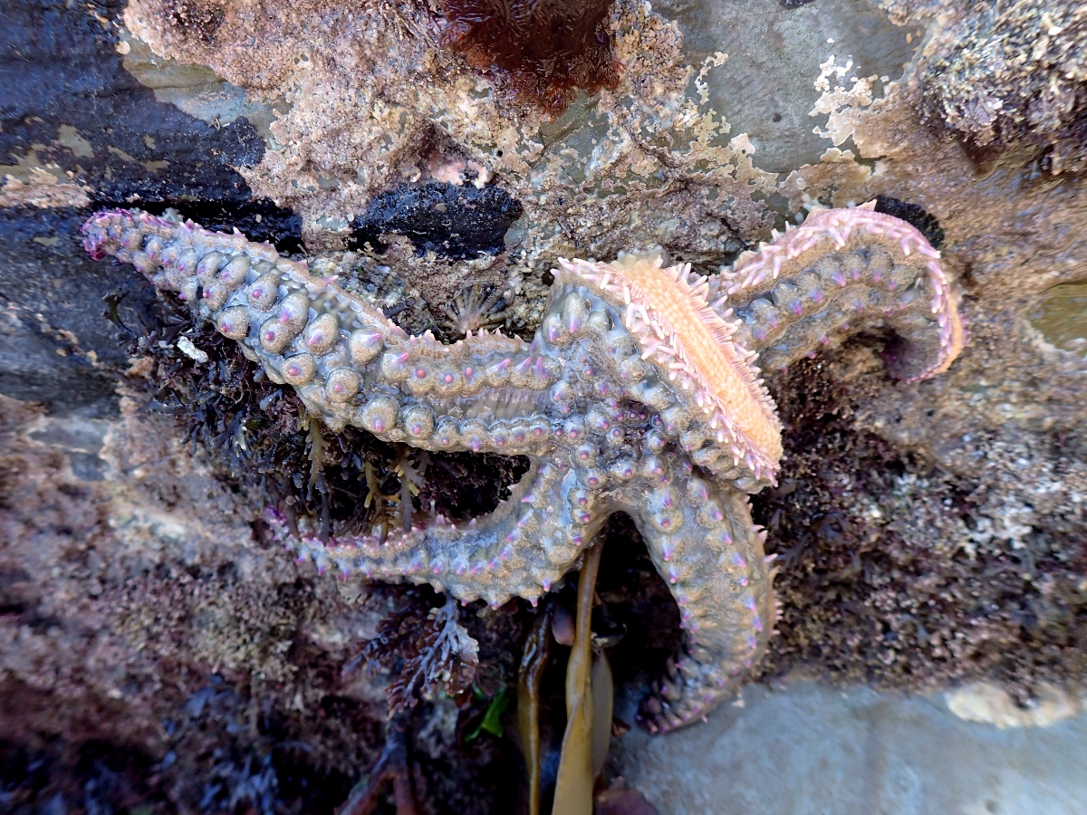 Spiny Starfish. Lundy, Sept.2019 (Photo comp. winner) Jan.W.