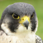 38929622834_d6544a6fa8_c peregrine