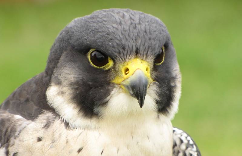 38929622834_d6544a6fa8_c peregrine