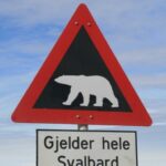 Polar Bear Crossing