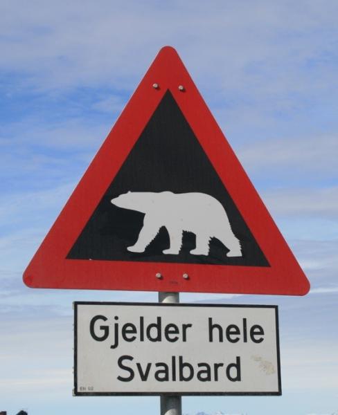 Polar Bear Crossing