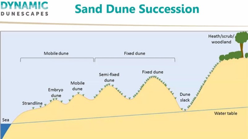 Dunescape