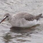 Screenshot 2021-05-13 101336 - spotted redshank