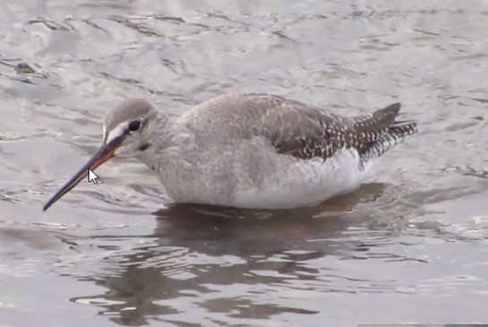 Screenshot 2021-05-13 101336 - spotted redshank